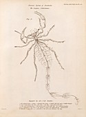 Scorpion nervous system,1843