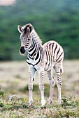 Burchells zebra foal