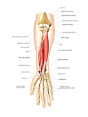 Anterior muscles of forearm,artwork