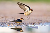 Greater striped swallows