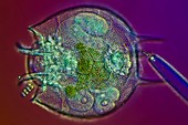 Rotifer,light micrograph