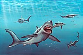Megalodon prehistoric shark,artwork