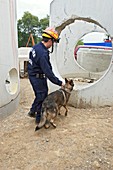 Training search and rescue dogs