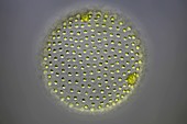Volvox sp,light micrograph