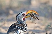 Yellow-billed hornbill eating a cricket
