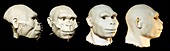 Homo erectus reconstruction