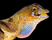 Yellow-tongued anole displaying dewlap