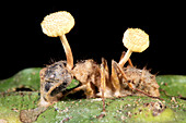 Cordyceps fungus growing on an ant