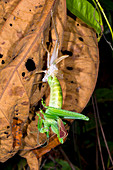 Bush cricket shedding its skin