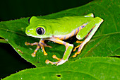 Tiger-striped monkey frog