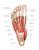 Interosseous muscles of the foot,artwork