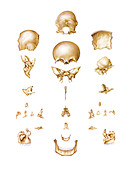 Bones of Head,artwork