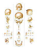 Bones of Head,artwork
