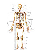 Skeletal System,artwork