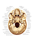 Base of the cranium,artwork