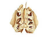 Ethmoidal bone,artwork