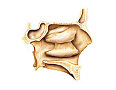 Nasal cavities,artwork