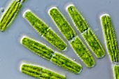 Penium exiguum green alga,LM