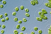 Stephanosphaera sp. green alga,LM