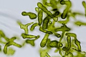 Blastophysa marine green alga,LM