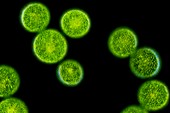 Eremosphaera green alga,LM