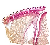 Dogfish skin,light micrograph