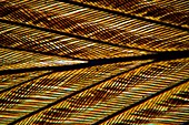 Feather vane,light micrograph