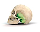 Human skull and temporal bone,artwork