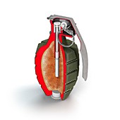 Mk 2 grenade,cutaway artwork