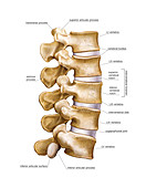 Lumbar part of vertebral column,artwork