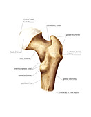 Proximal extremity of femur,artwork