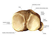 Proximal view of tibia and fibula
