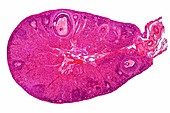 Cat ovary,light microgrpah