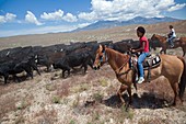 Nevada cowgirls herding cattle