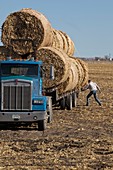 Transporting bales of hay