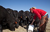 Farmer feeding cattle