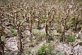 Drought-affected maize crop