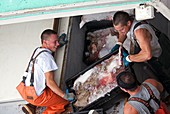 Fishermen unloading their catch