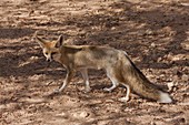 sand fox (Vulpes rueppellii)