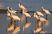 Common Spoonbill (Platalea leucorodia)