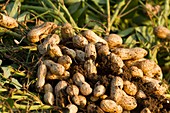 Peanuts growing in a field