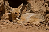 Fennec fox,(Vulpes zerda)