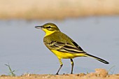 Western Yellow Wagtail (Motacilla flava)