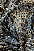 Bladder wrack seaweed (Fucus vesiculosus)