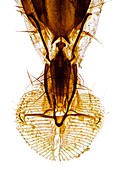 Fly mouthparts,light micrograph