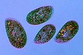 Paramecium protozoa,light micrograph