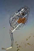 Rotifer with embryo,light micrograph