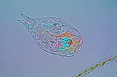 Notommata sp. rotifer,light micrograph