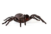 Australian funnel-web spider