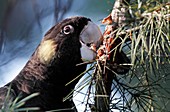 Yellow-tailed black cockatoo